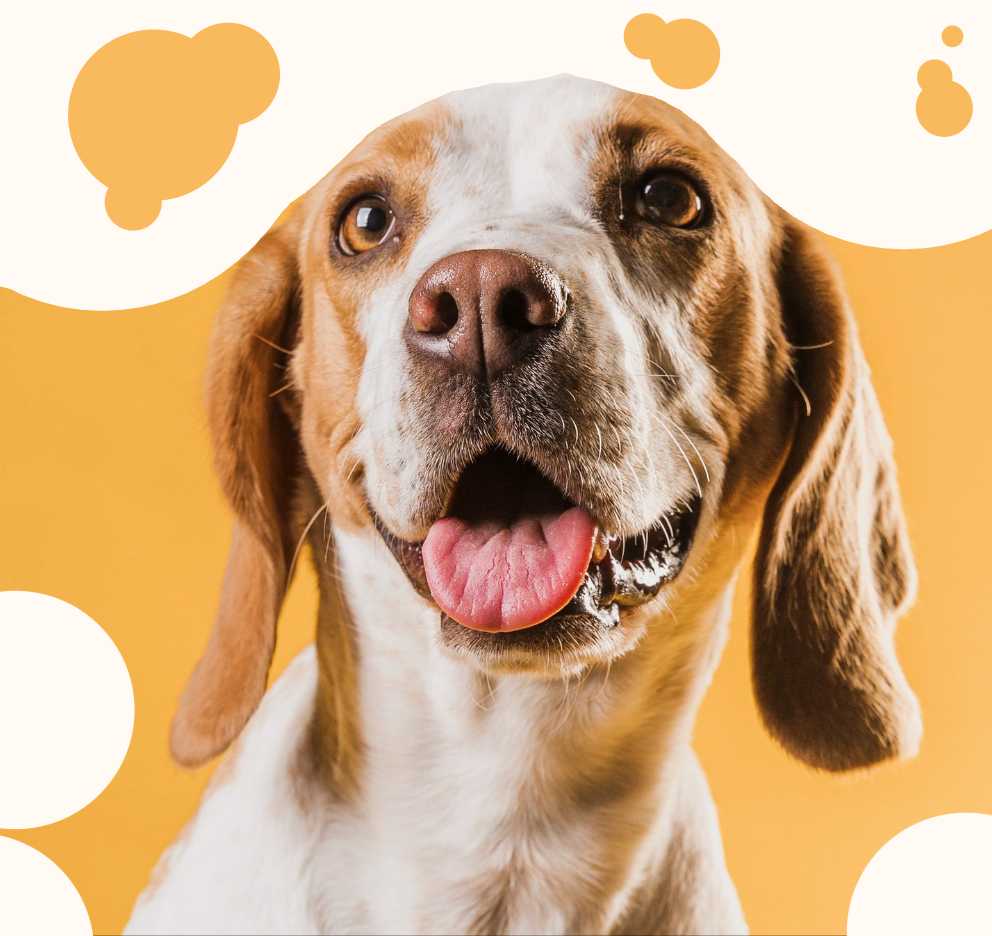 GlowGuard LED Collar