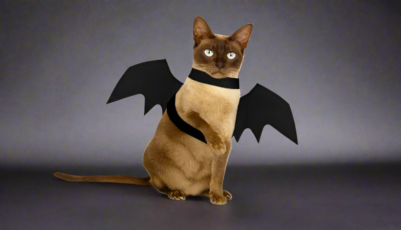 Midnight Wings Costume