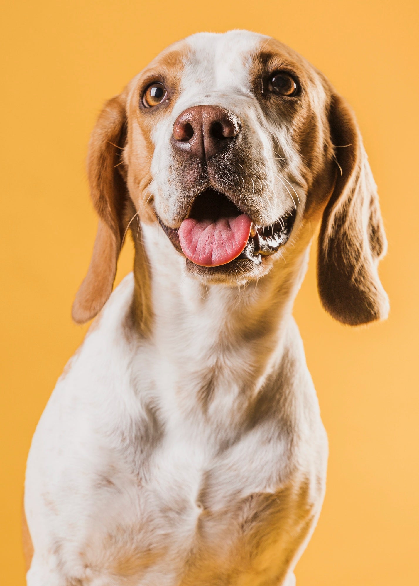 GlowGuard LED Collar