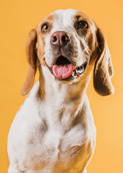 GlowGuard LED Collar