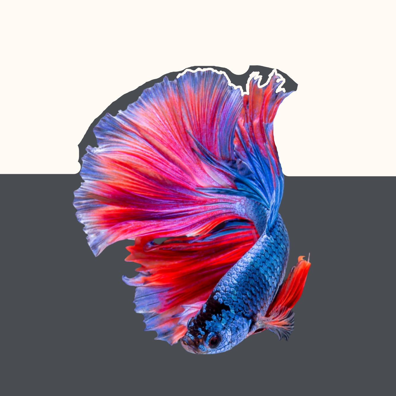 AquaFlow Pet Dispenser