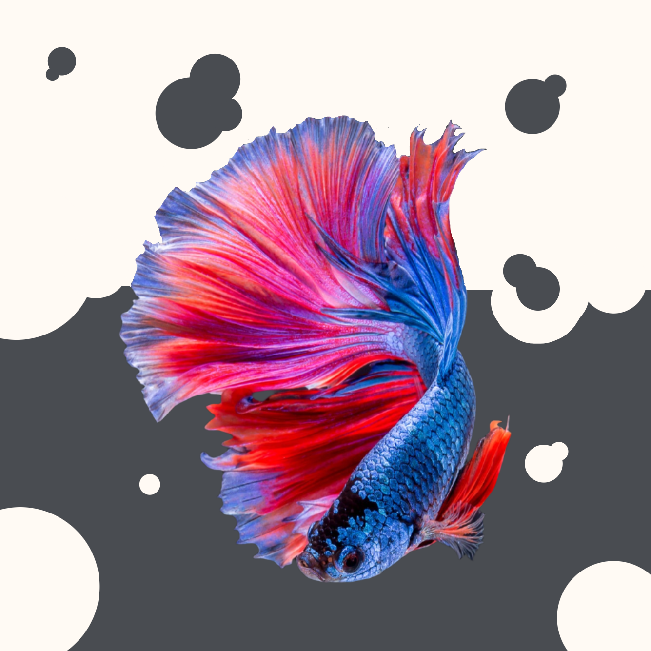 AquaFlow Pet Dispenser