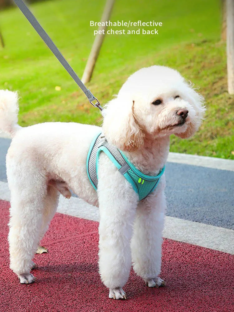 SecureFit Adjustable Harness & Leash Set