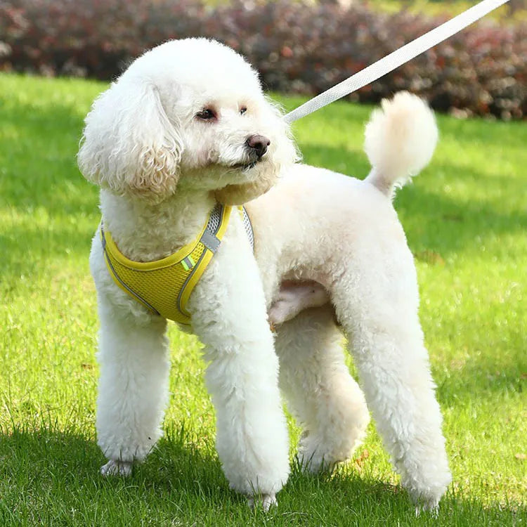 SecureFit Adjustable Harness & Leash Set