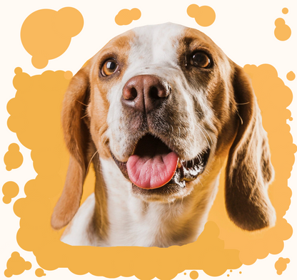 Angel Wings Harness & Leash Set