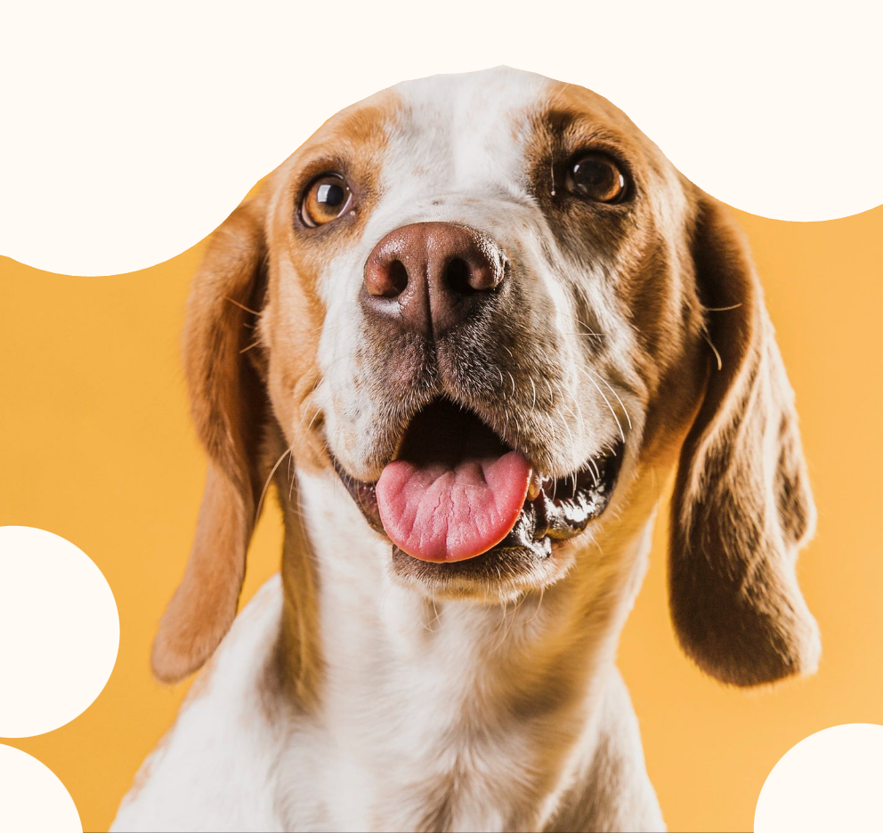 GlowGuard LED Collar