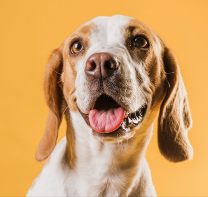 GlowGuard LED Collar