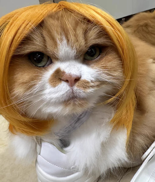 The Wig Paws
