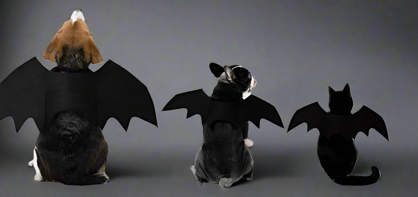 Midnight Wings Costume