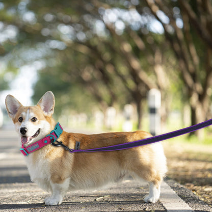 FlexiPaw Long Leash