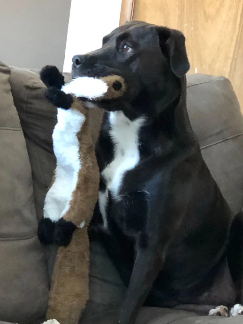 CrinkleCritter Animal Dog Toy